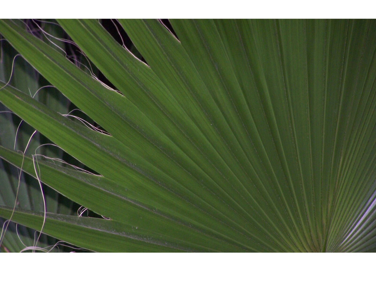 Kodak EASYSHARE Z710 ZOOM DIGITAL CAMERA sample photo. Nature, green plants, garden photography
