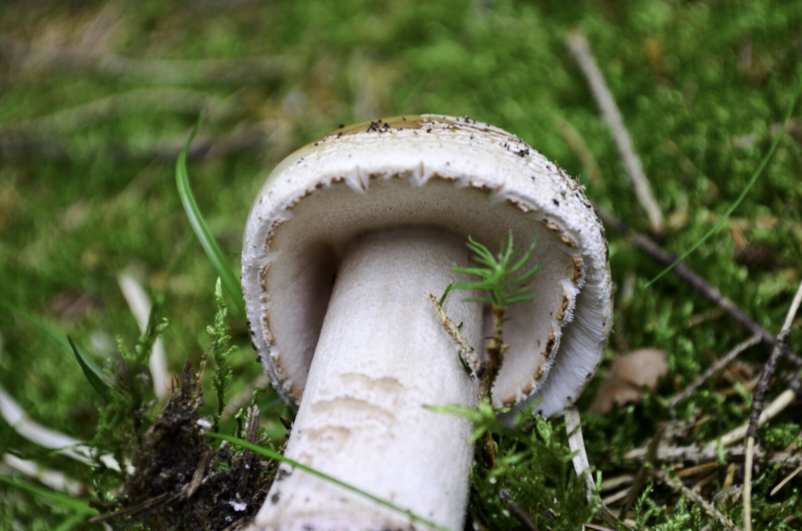 Nikon D5100 sample photo. Mushroom, forest, nature photography