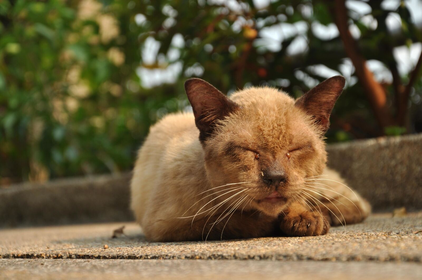 Nikon D90 sample photo. Cat, eye, feline, kitten photography