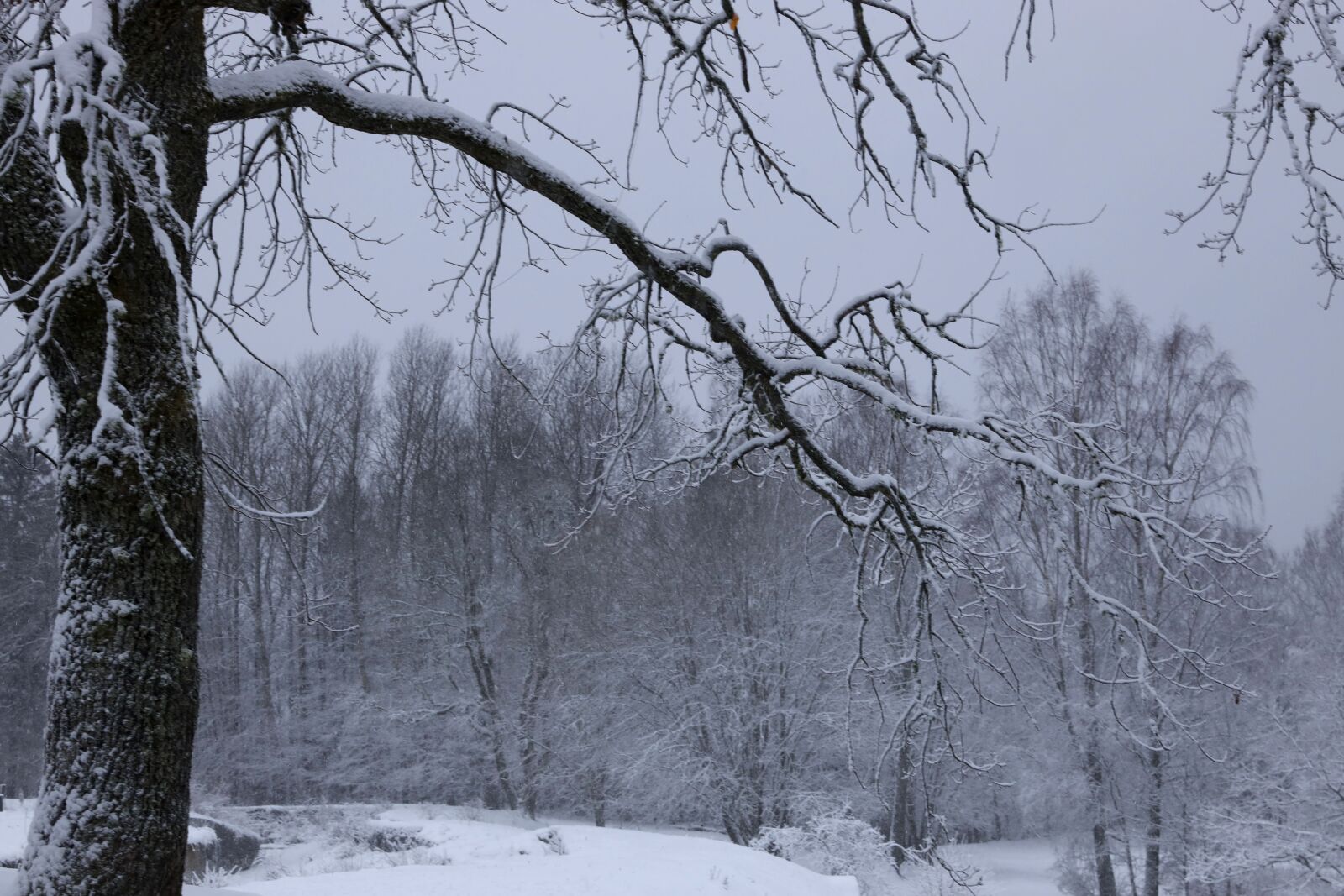 Canon EOS R sample photo. Winter, tree, landscape photography