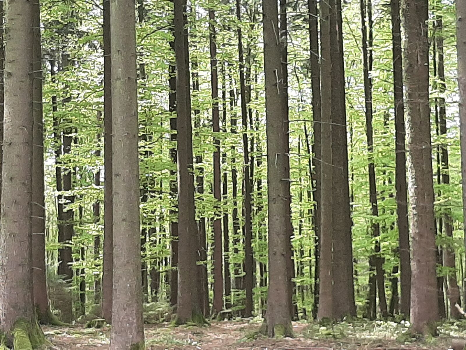 Samsung Galaxy A50 sample photo. Nature, wood, trees photography