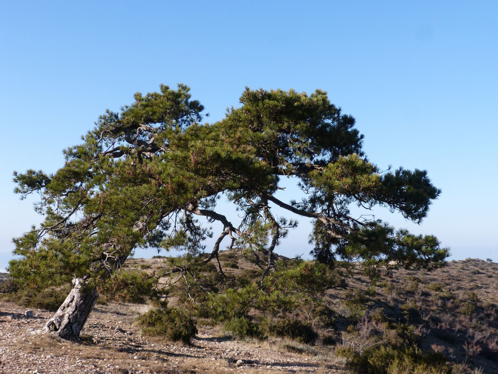 Panasonic DMC-FZ62 sample photo. Singular tree, pine, montsant photography