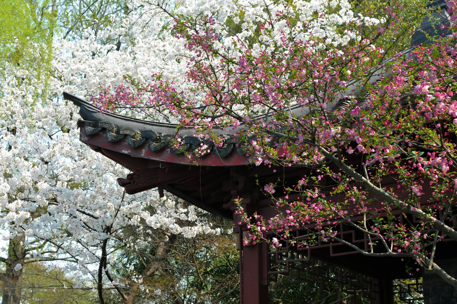 Nikon D7100 sample photo. Flowers, pavilion, spring photography