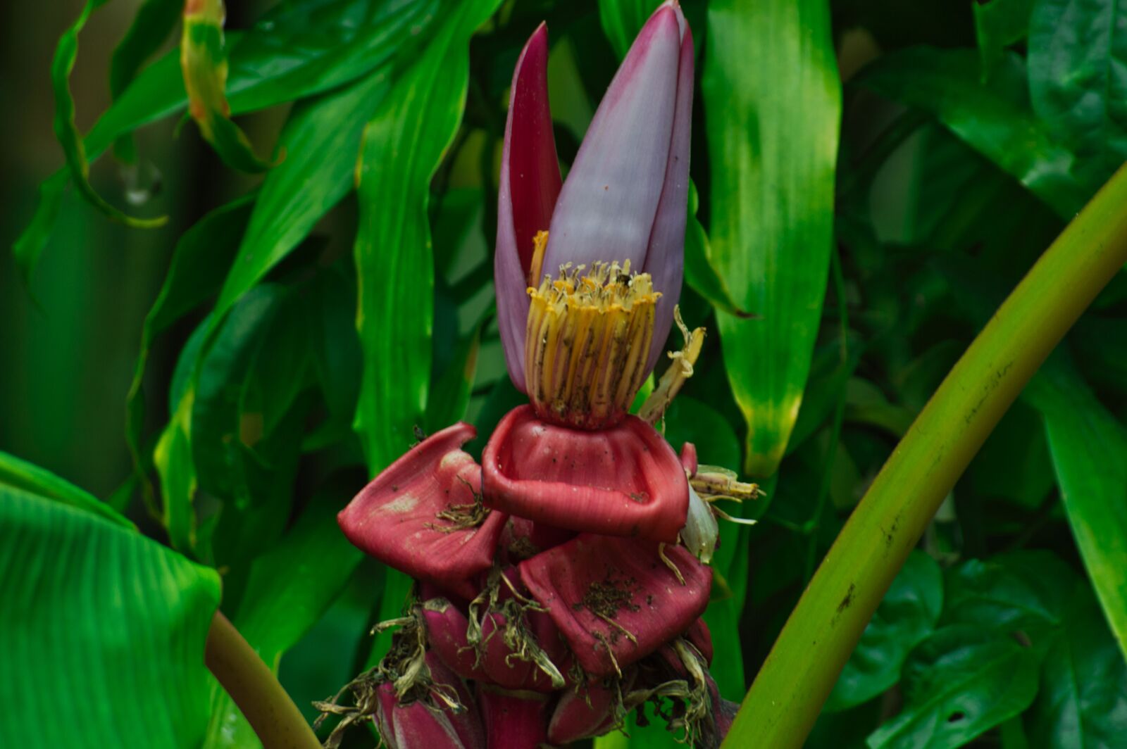 Nikon D3200 sample photo. Cartago, costa rica, banana photography