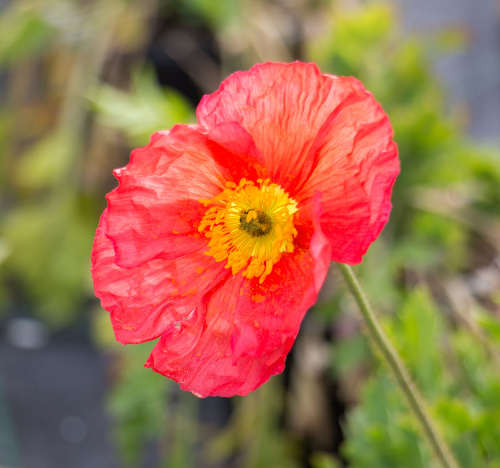 Canon EOS 700D (EOS Rebel T5i / EOS Kiss X7i) sample photo. Flower, red, blossom photography
