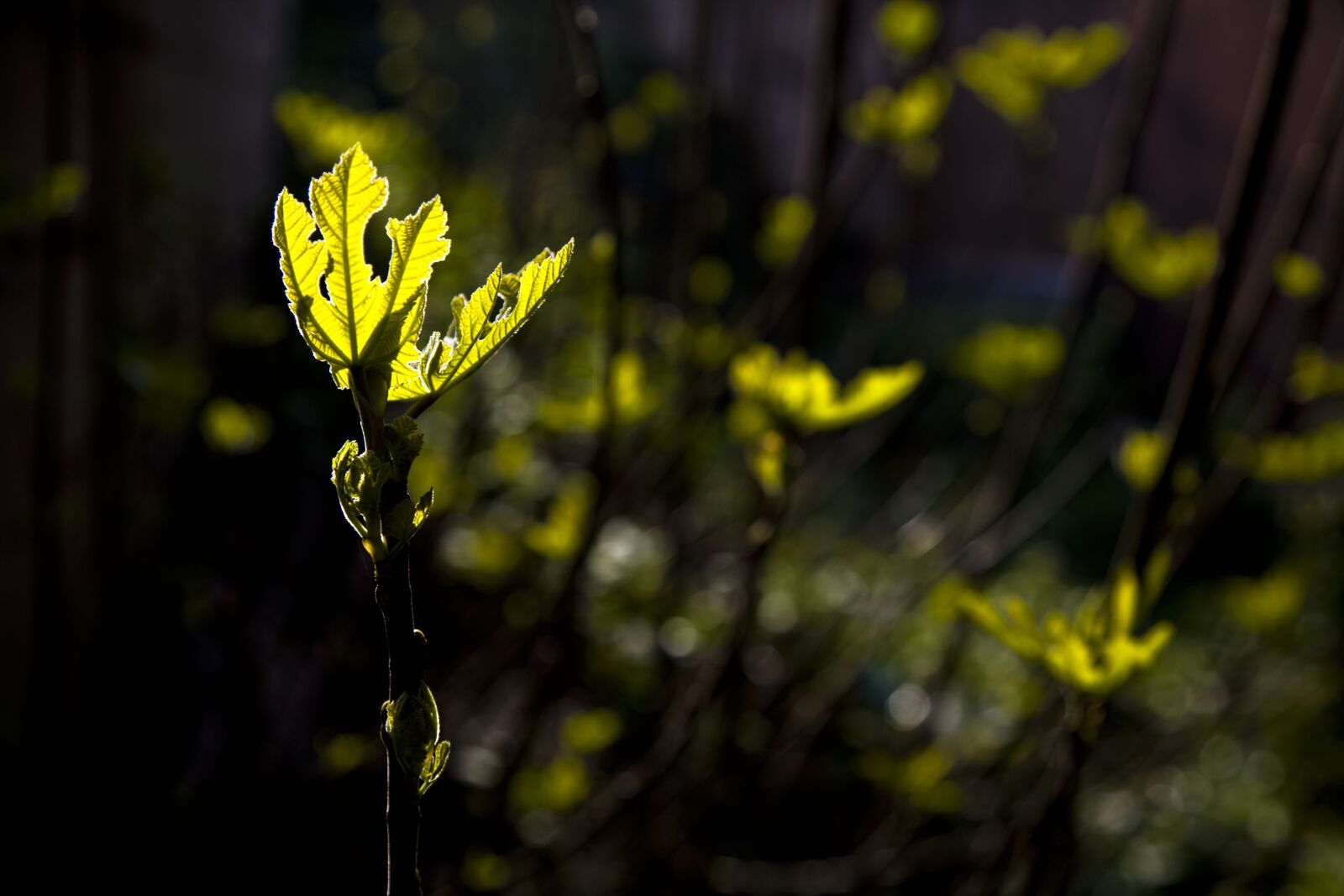Canon EOS 5D sample photo. Light, fig, leaves photography