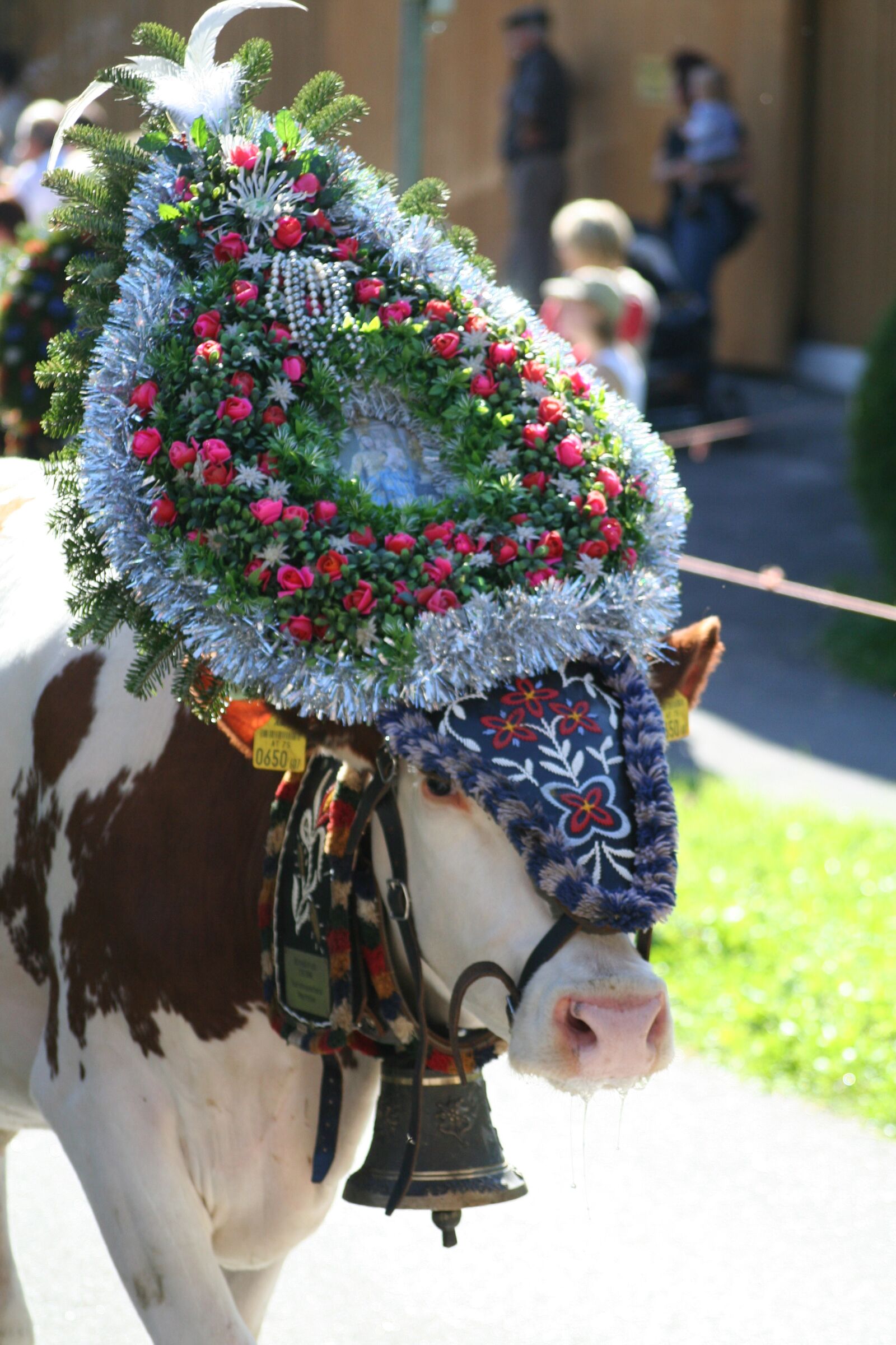 Canon EOS 350D (EOS Digital Rebel XT / EOS Kiss Digital N) sample photo. Cow, beef, almabtrieb photography