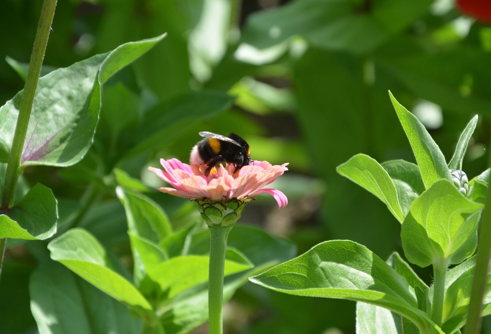 Nikon D5200 sample photo. Bee resting on a photography