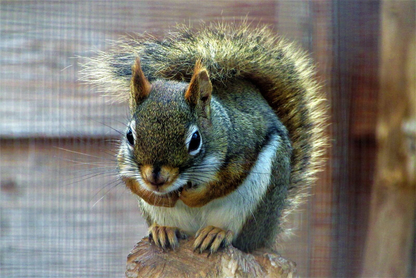 Canon PowerShot SX610 HS sample photo. Squirrel, sit, animals photography