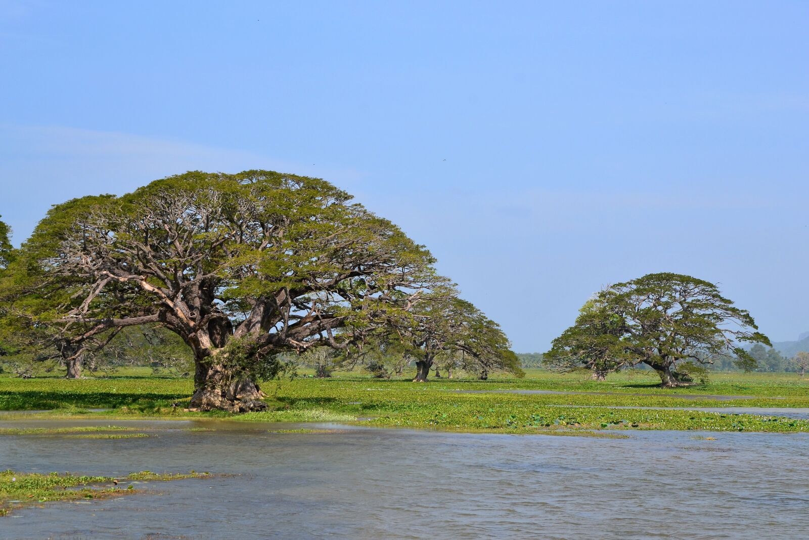 Nikon D3100 sample photo. Tree, nature, waters photography