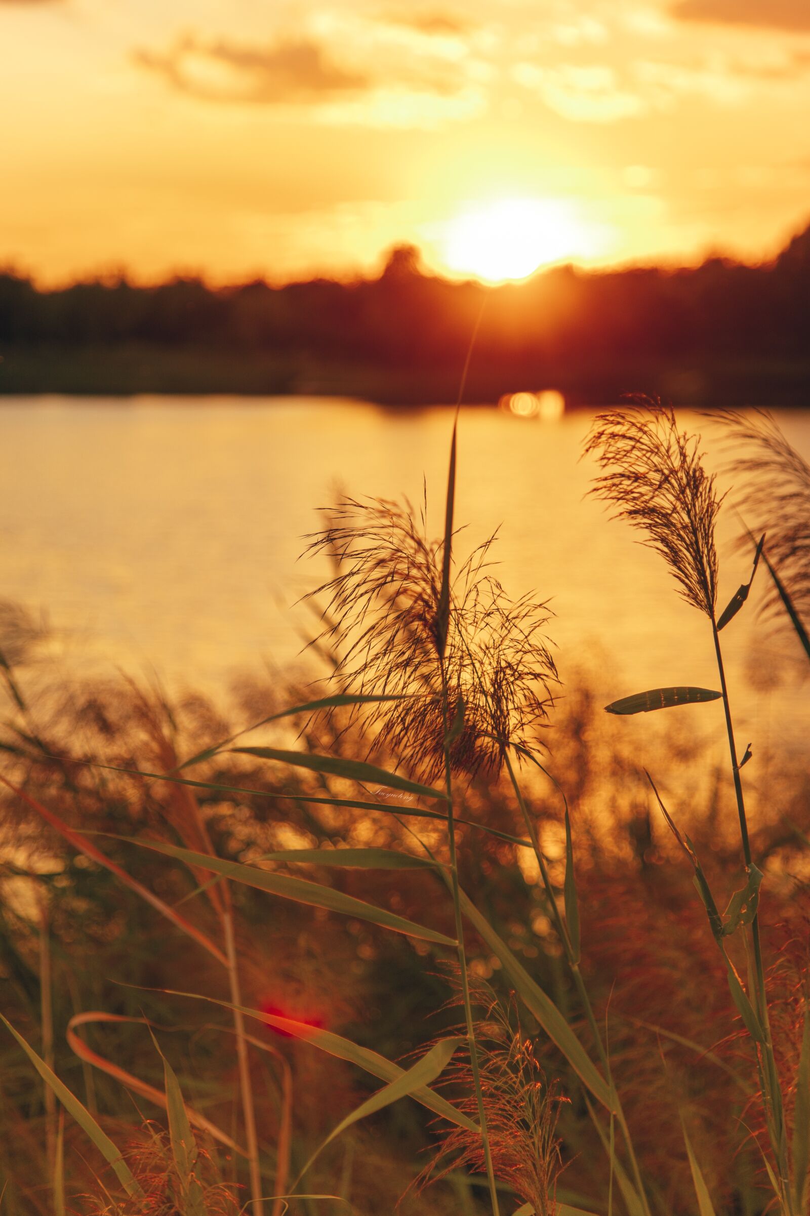 Nikon D750 sample photo. Sunset, plant, lake photography