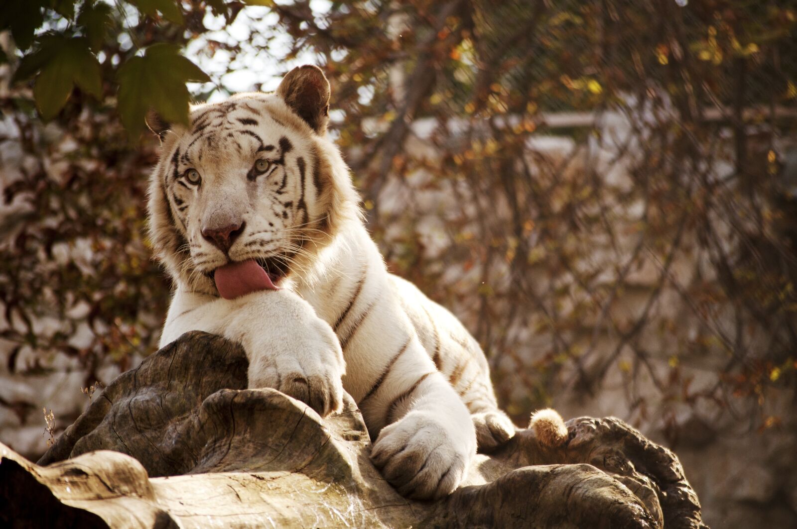 Nikon D5000 sample photo. Nature, wildlife, mammal photography