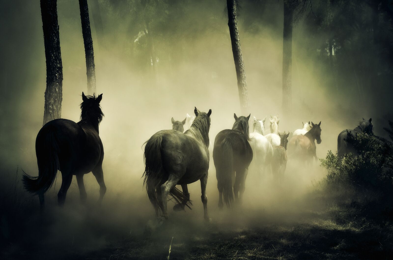 Nikon D7000 sample photo. Horses, animals, wild horses photography
