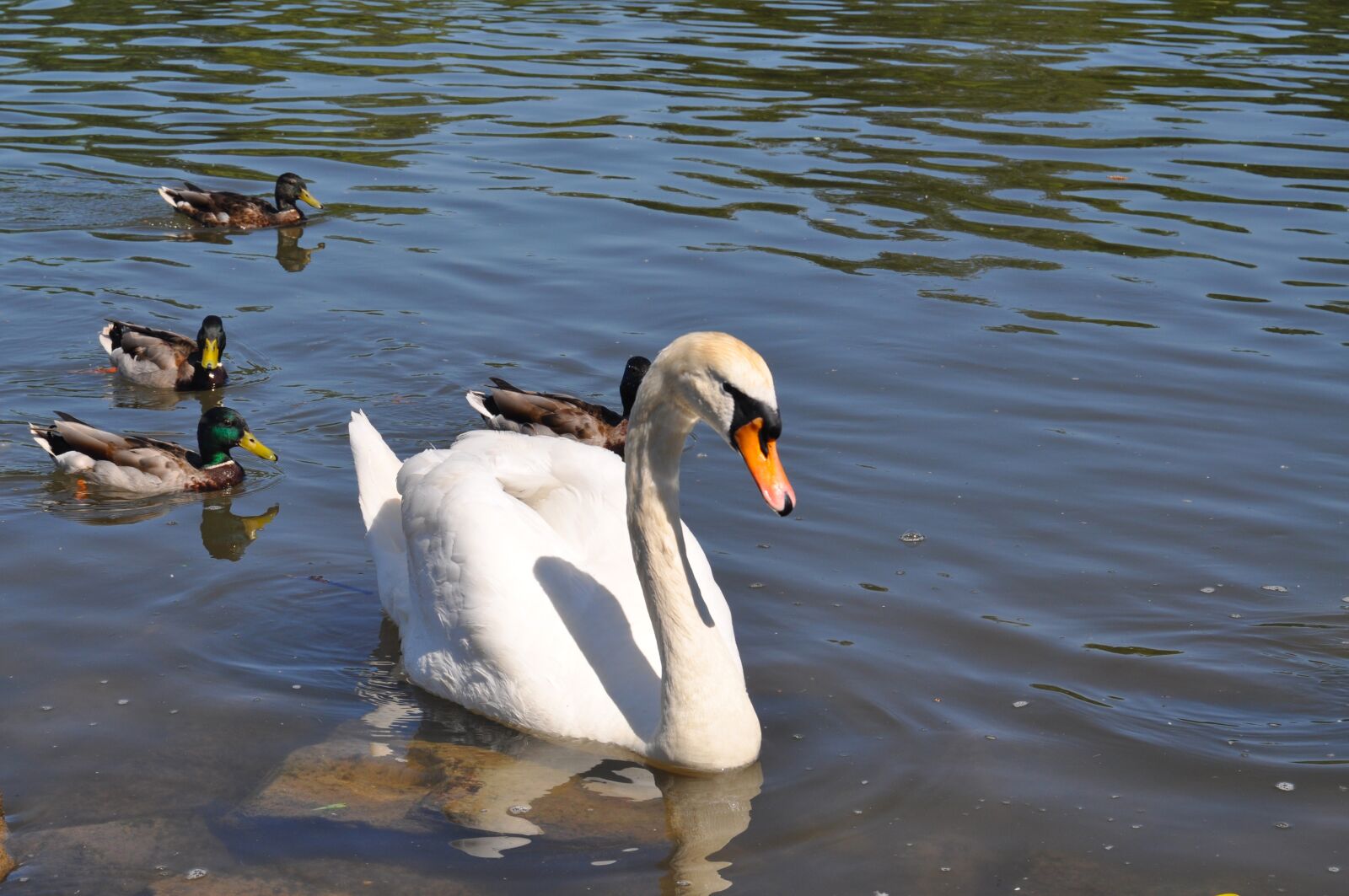 Nikon D5000 sample photo. Swan, ducks, water photography