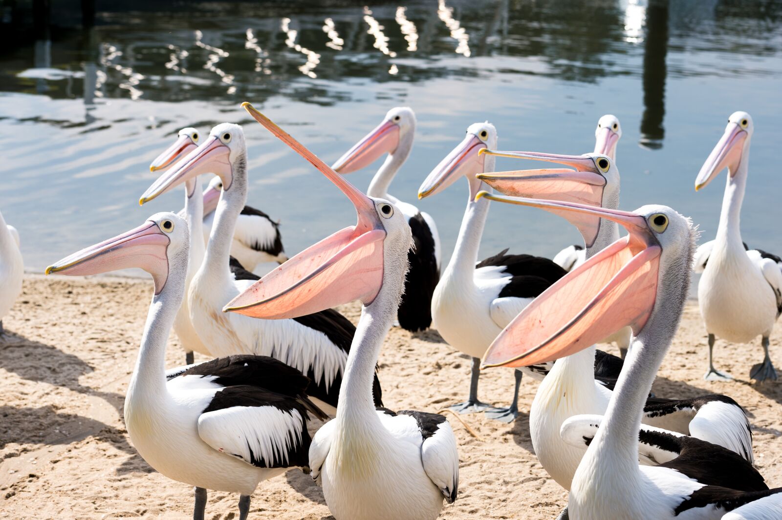 Nikon Df sample photo. Pelicans, group, beaks photography