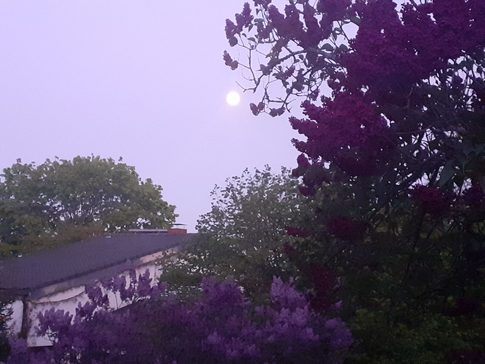 Samsung SM-A202F sample photo. Fullmoon, trees, spring photography