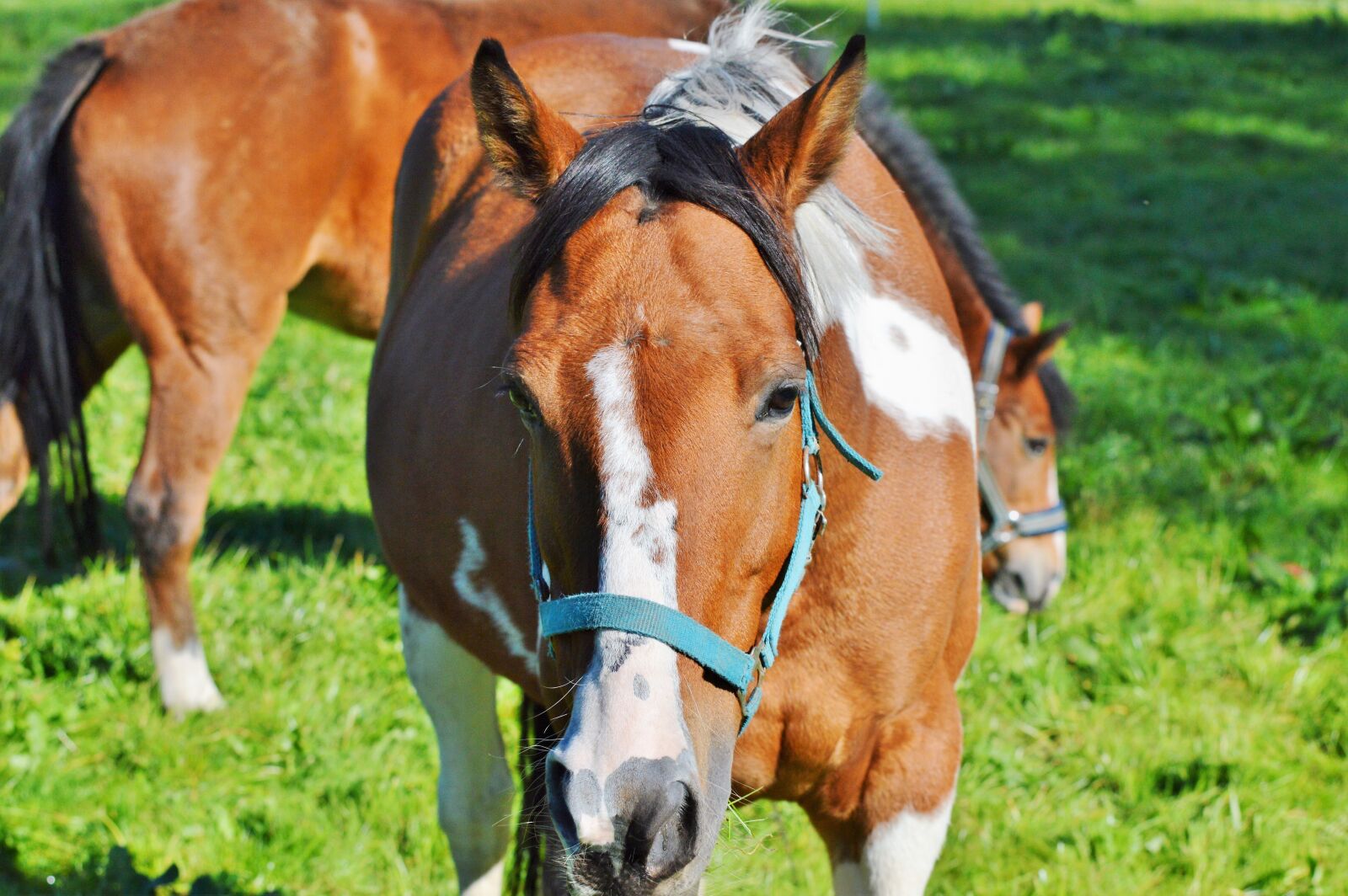 Nikon D3200 sample photo. Horse, ride, reiter photography