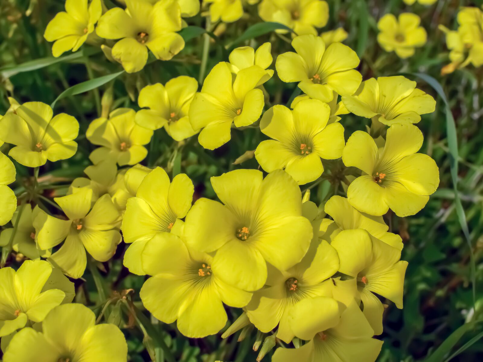 Nikon D3300 sample photo. Flowers, yellow, spring photography