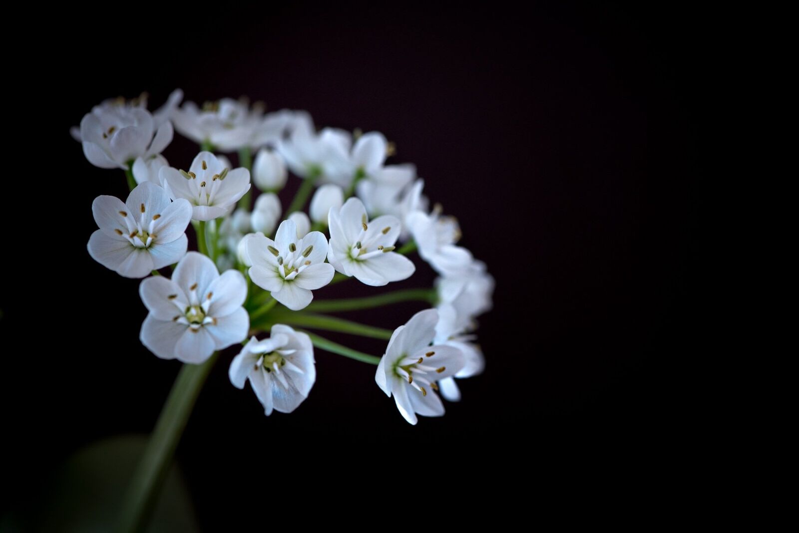 Nikon D750 sample photo. Flower, flowers, white photography