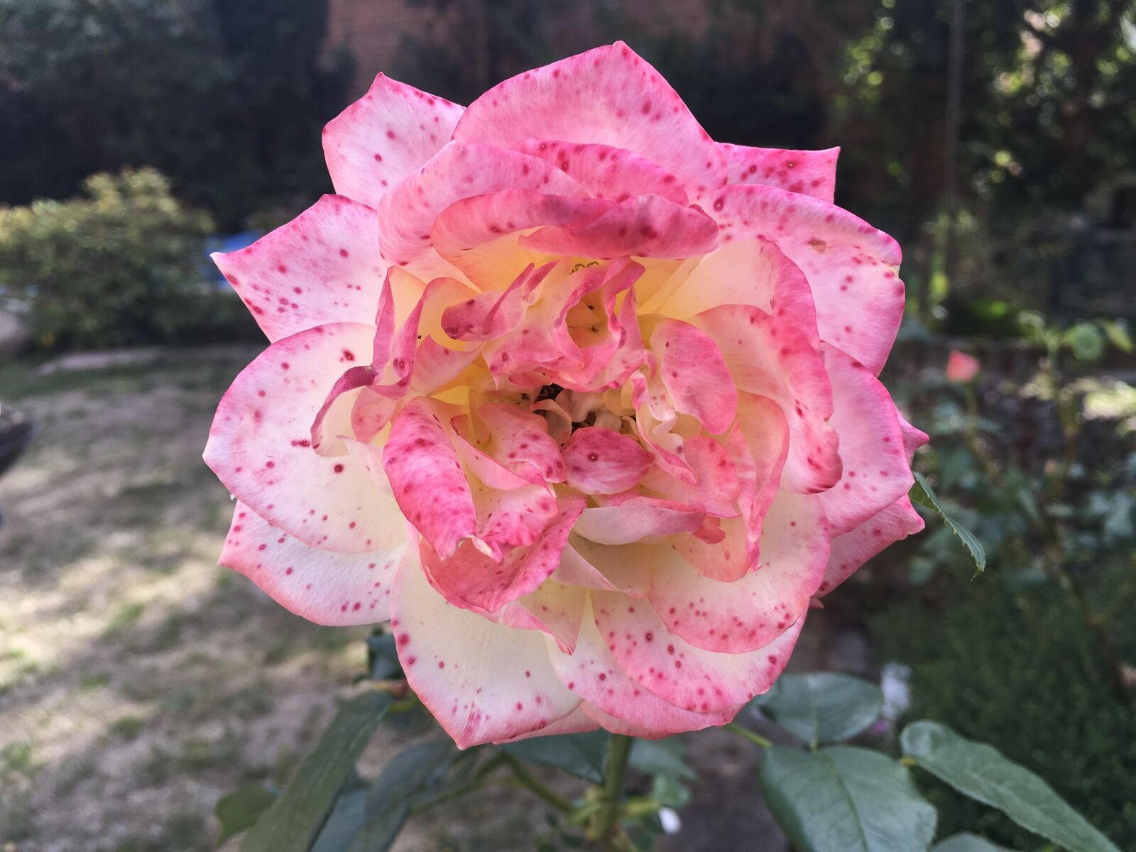 iPad Pro back camera 4.15mm f/2.2 sample photo. Rose, garden, nature photography