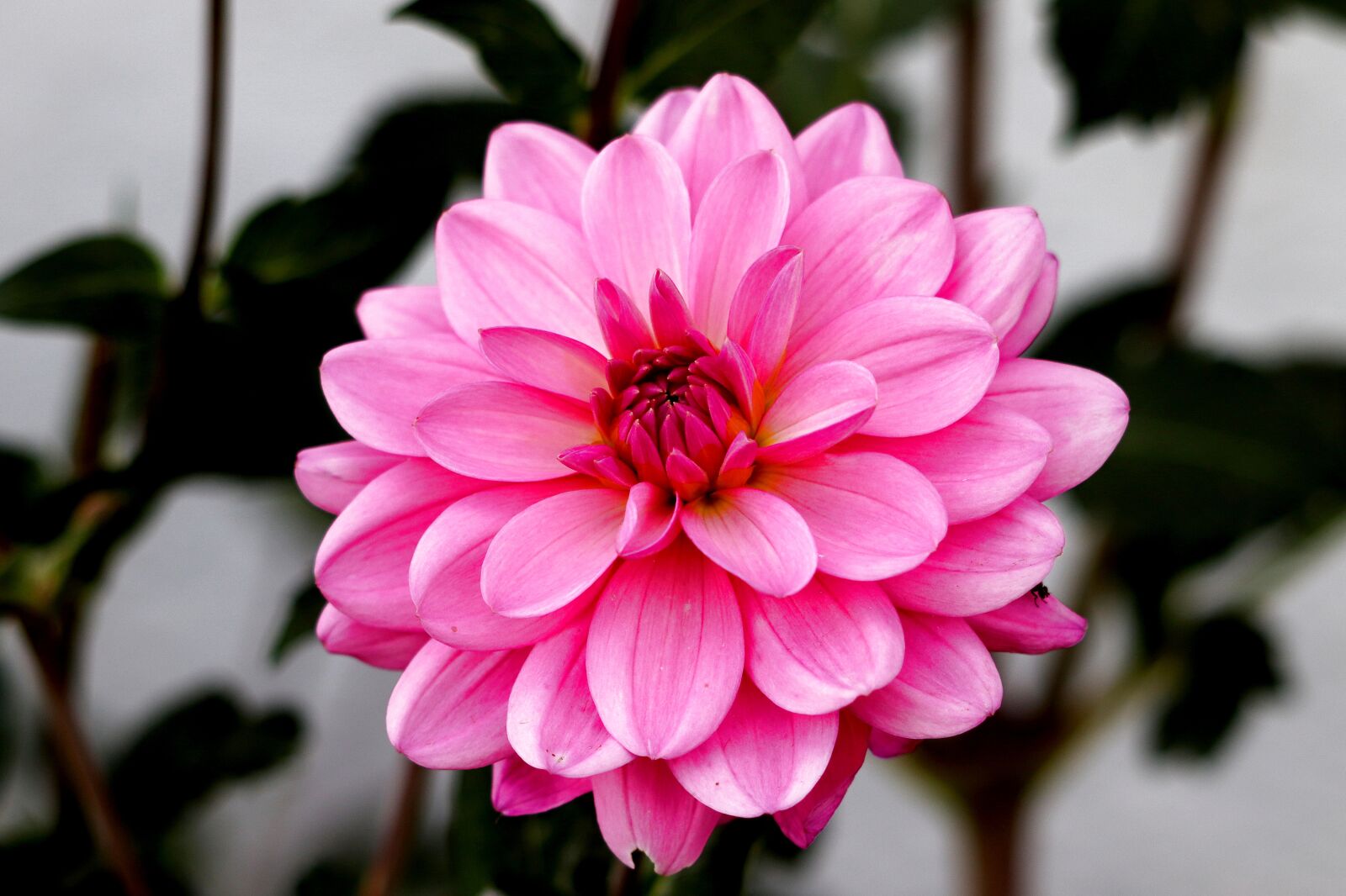 Canon EF 70-300 F4-5.6 IS II USM sample photo. Dahlia, blossom, bloom photography
