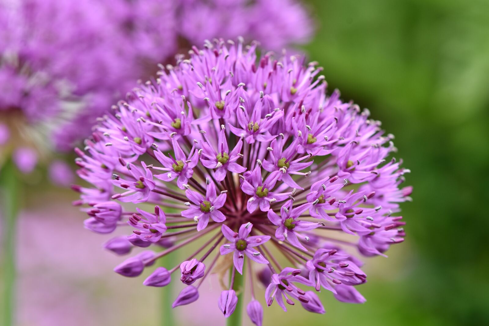 Nikon D7200 sample photo. Ornamental onion, allium stratos photography