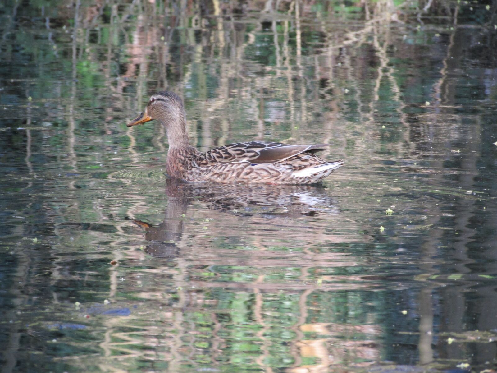 Canon PowerShot SX500 IS sample photo. Ente, dack, tiere photography