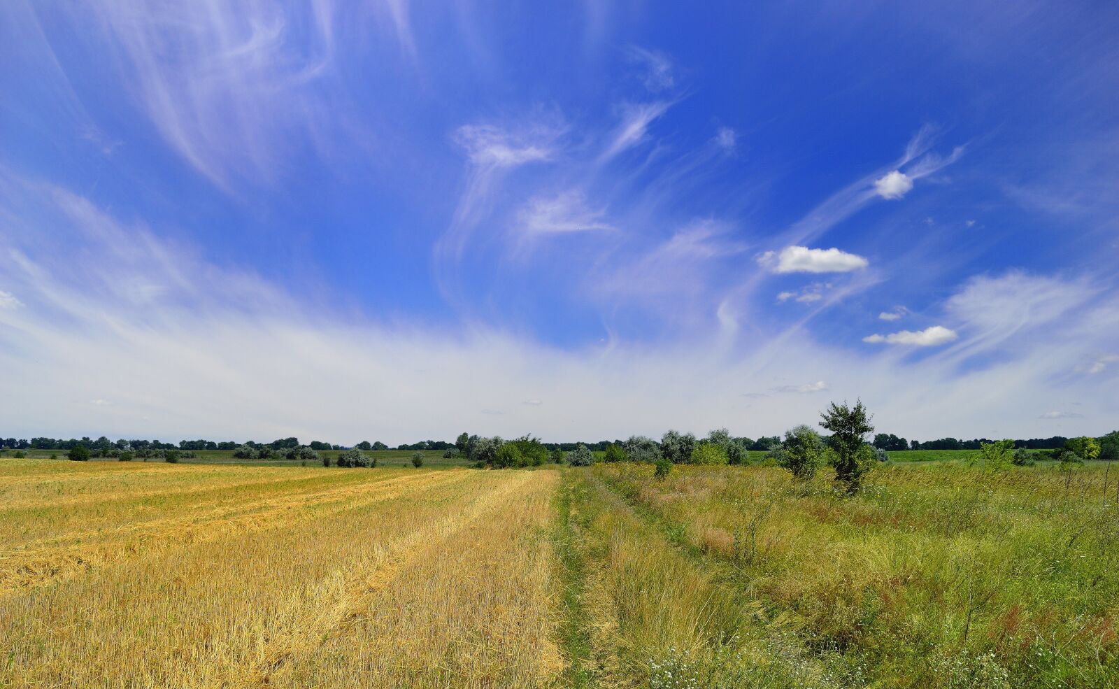 Nikon D3100 sample photo. Field, ukraine, nature photography