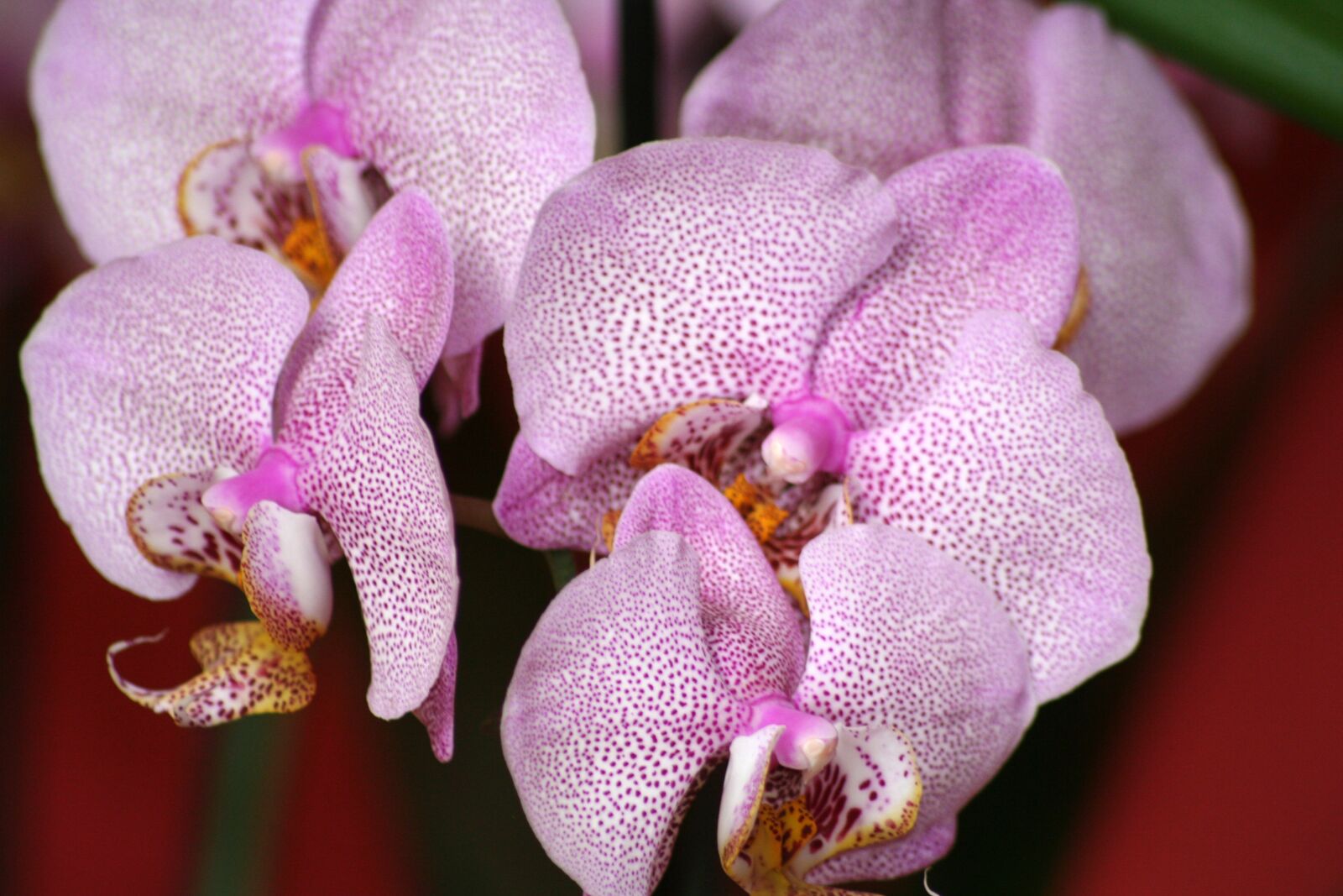 Canon EOS 350D (EOS Digital Rebel XT / EOS Kiss Digital N) sample photo. Orchid, flower, pink photography