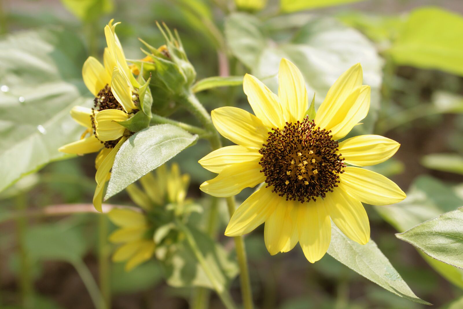 Canon EOS 600D (Rebel EOS T3i / EOS Kiss X5) sample photo. Sunflower, flower, y photography