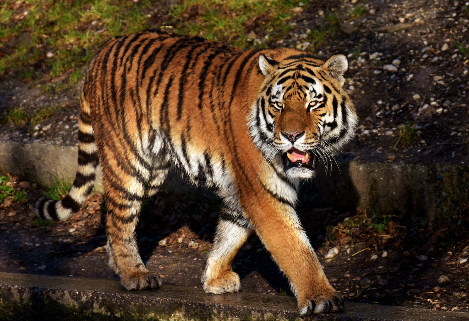 Nikon D7200 sample photo. Tiger, predator, fur photography