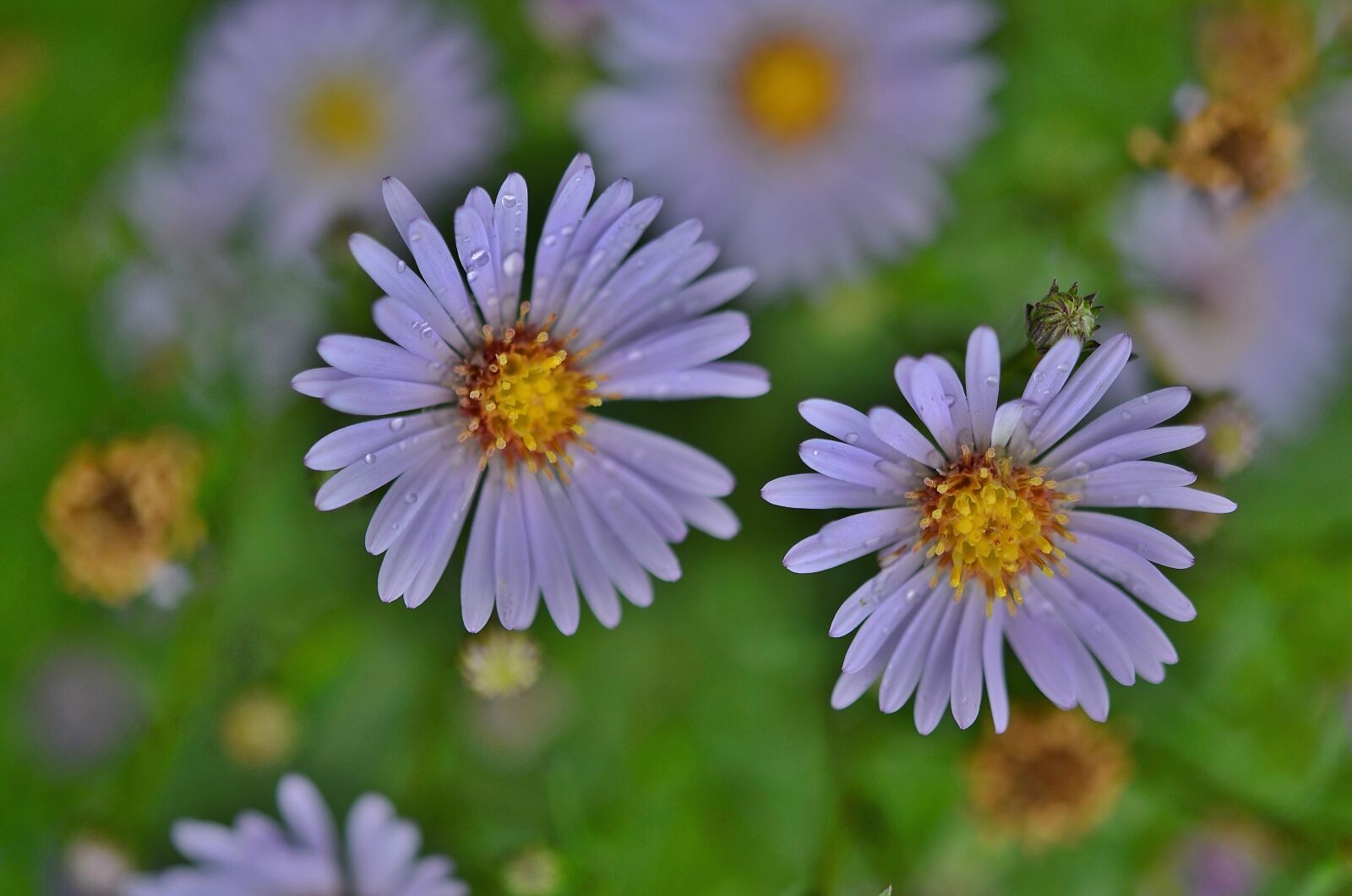 Nikon D7000 sample photo. Flower, natur, spring photography