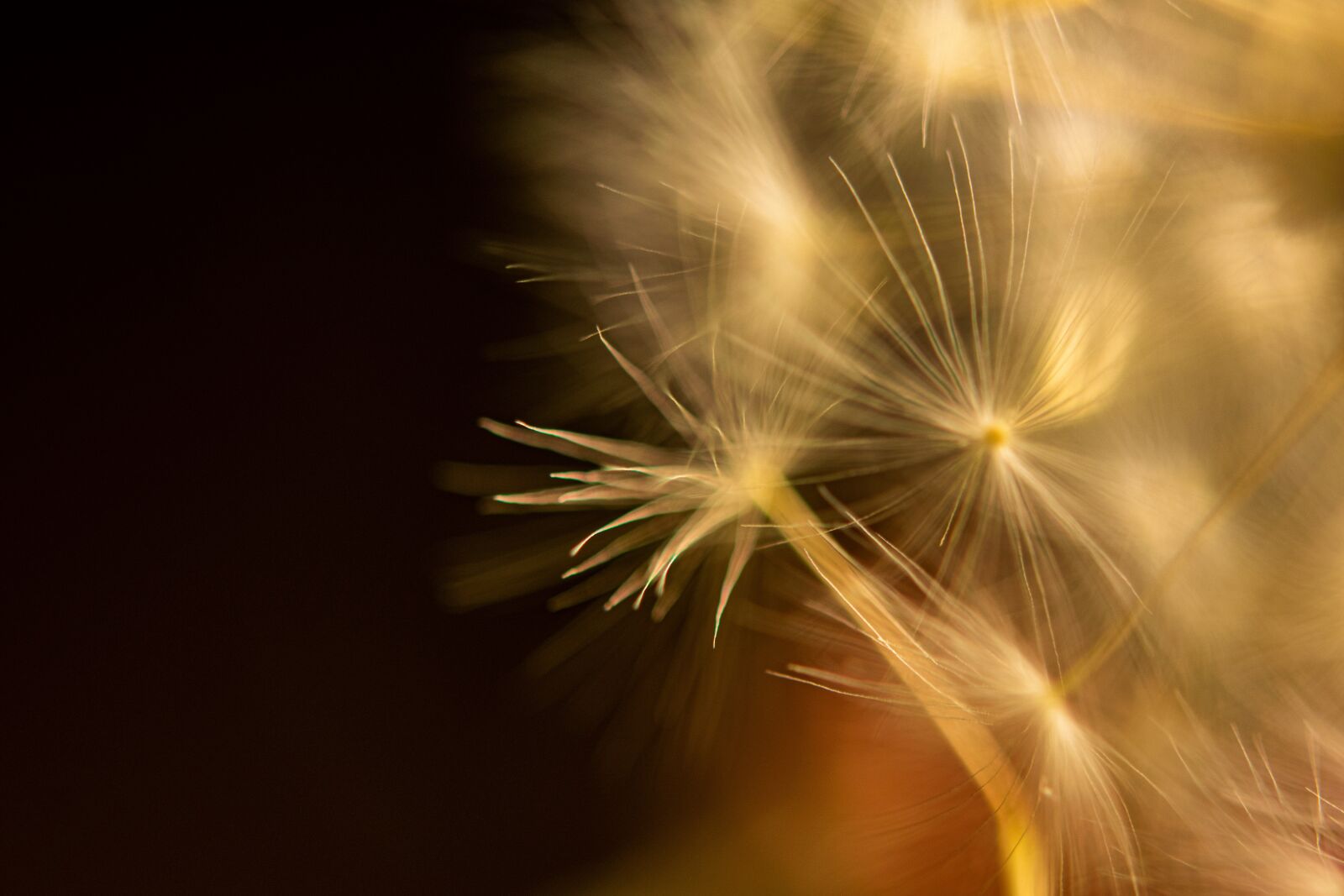 Nikon D5300 sample photo. Dandelion, macro, close-up photography