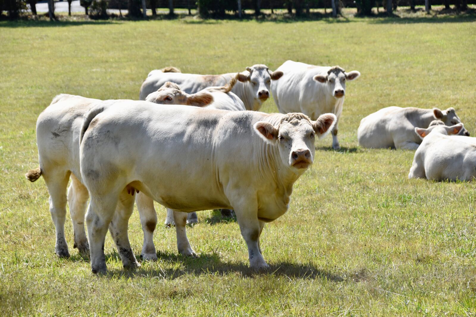 Nikon D5600 sample photo. Cow, cow meadow, pasture photography