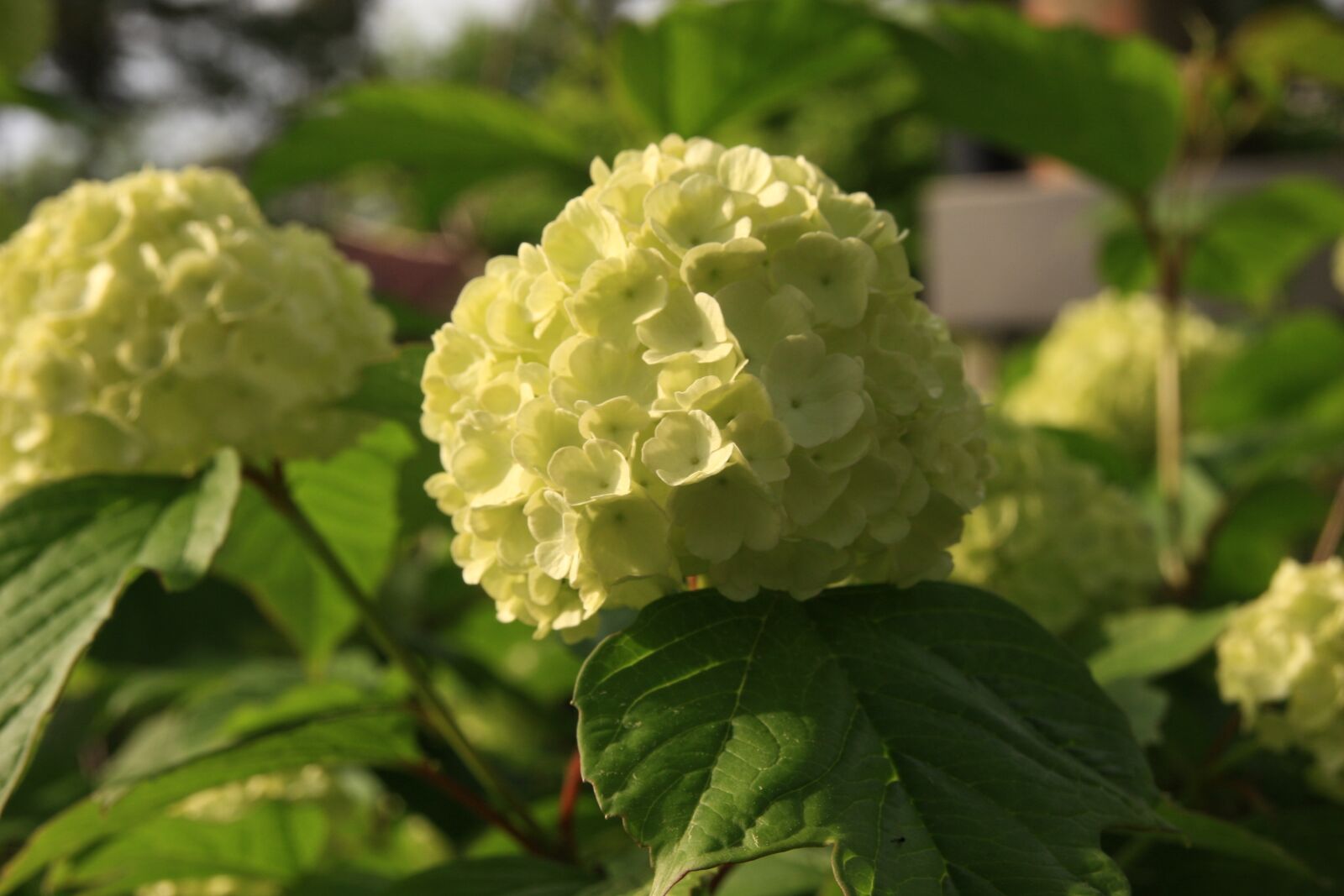 Canon EOS 40D sample photo. Puts shoes, flowers, buddhism photography