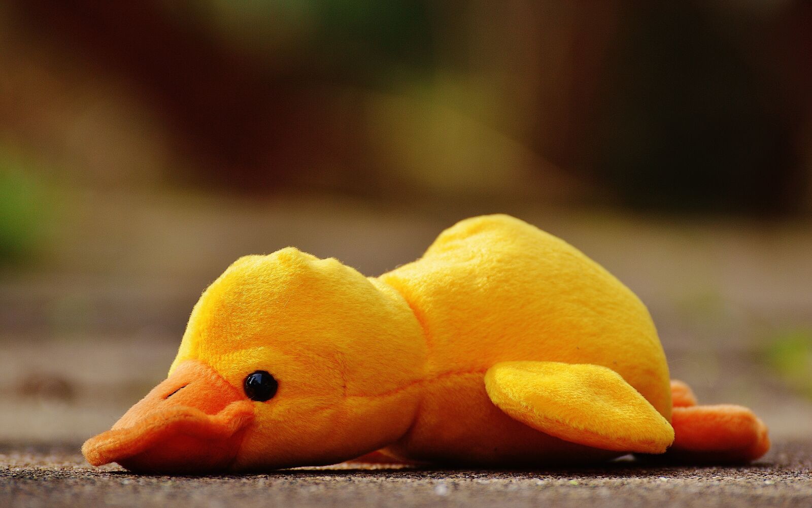 Nikon D3200 sample photo. Duck, funny, soft toy photography