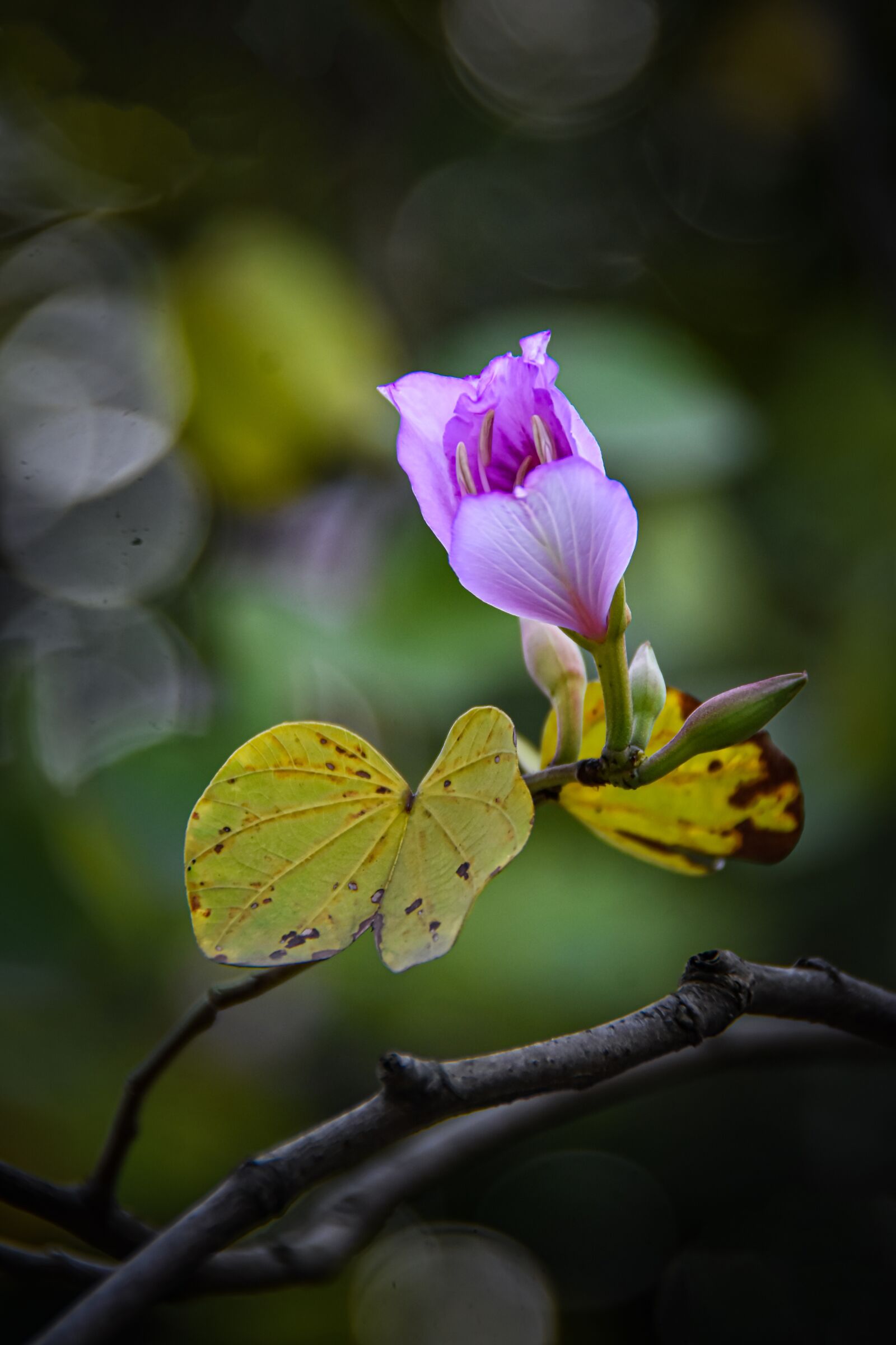 Nikon D7200 sample photo. Purple, united board, nice photography