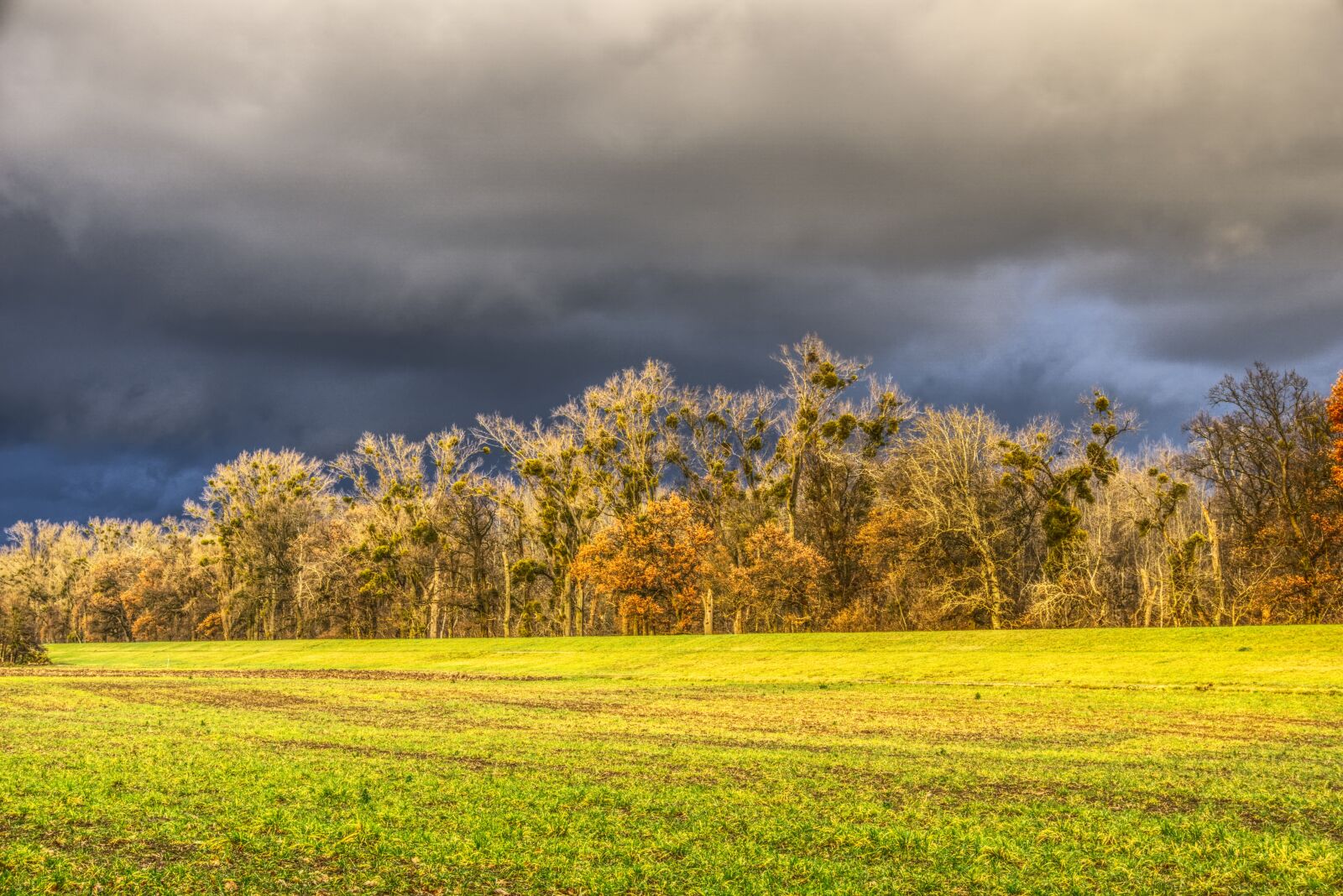 Sony E 16-50mm F3.5-5.6 PZ OSS sample photo. Trees, canopy, meadow photography