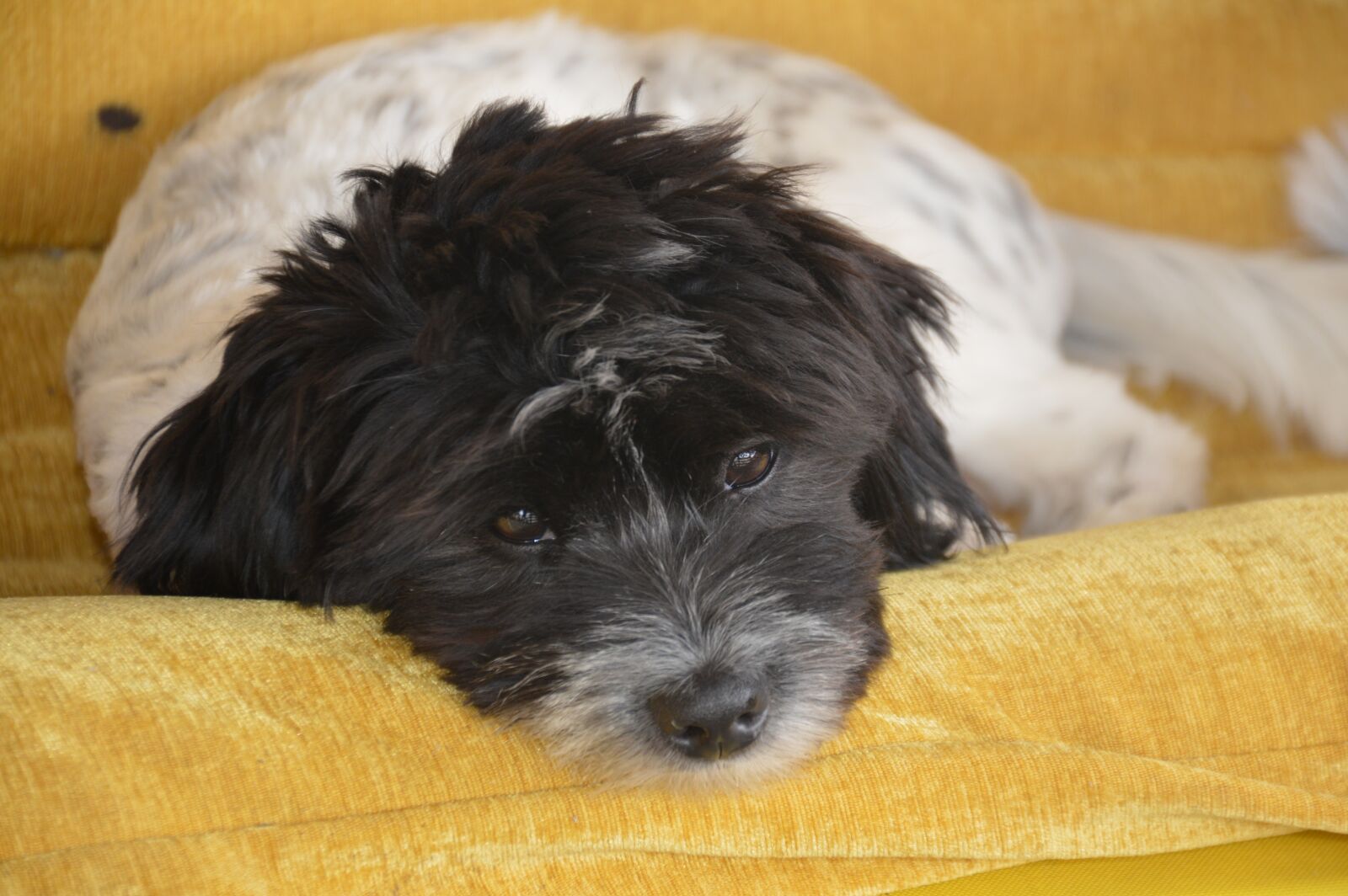 Nikon D3200 sample photo. Perrito, mascota, perro photography