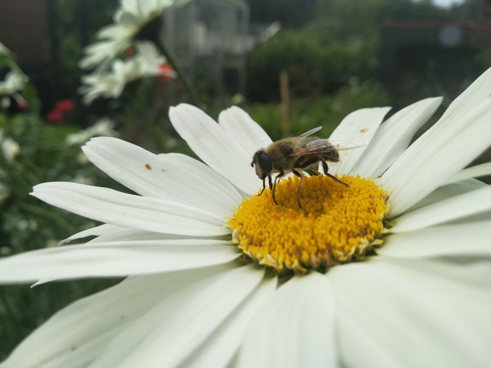 Xiaomi Mi A2 Lite sample photo. Bee, garden, summer photography