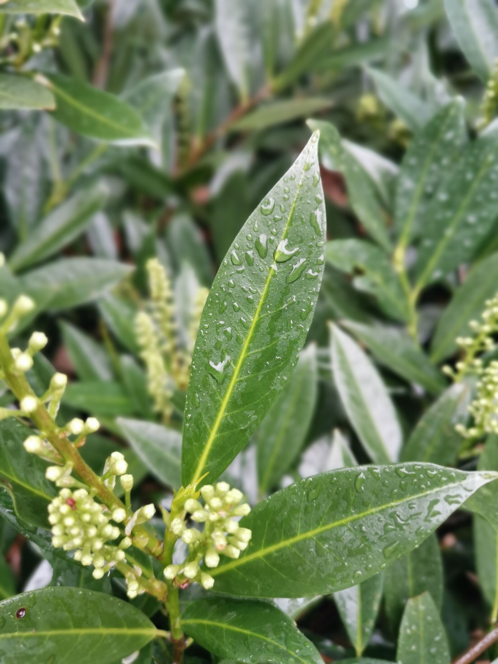 HUAWEI P30 sample photo. Leaf, rain, drip photography