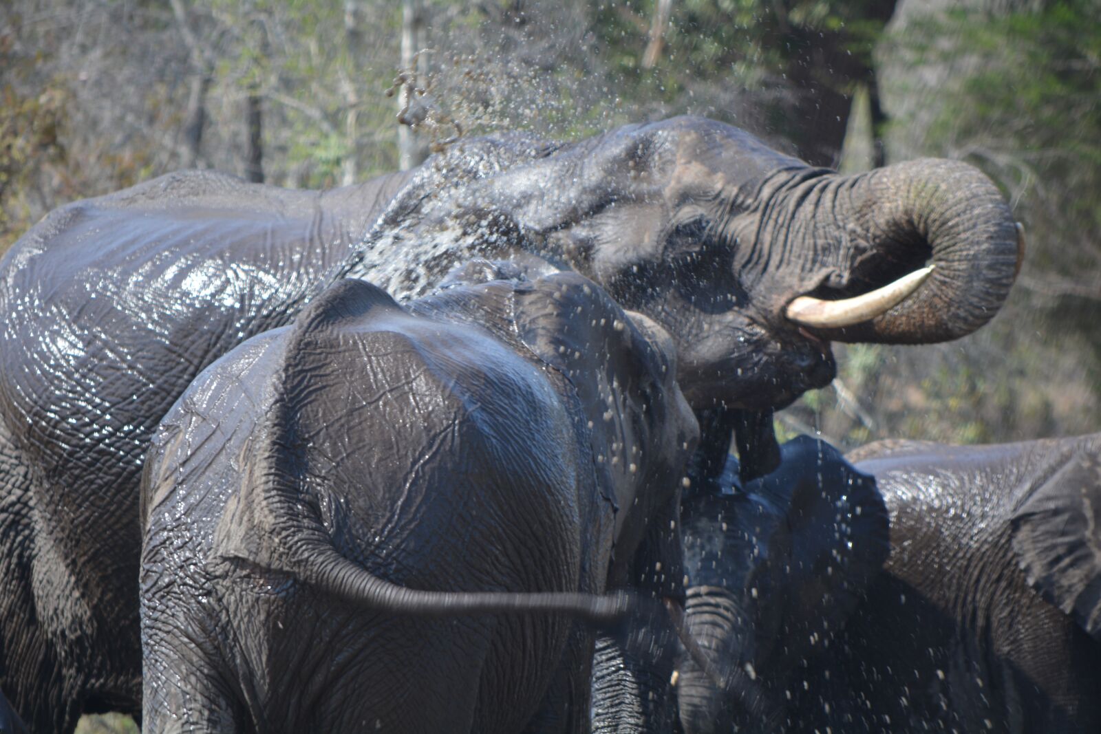 Nikon D5200 sample photo. Trunk, wildlife, elephant photography
