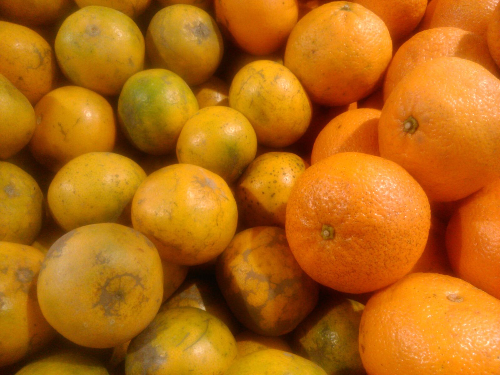 Sony Xperia L sample photo. Orange, fruit, lemon photography