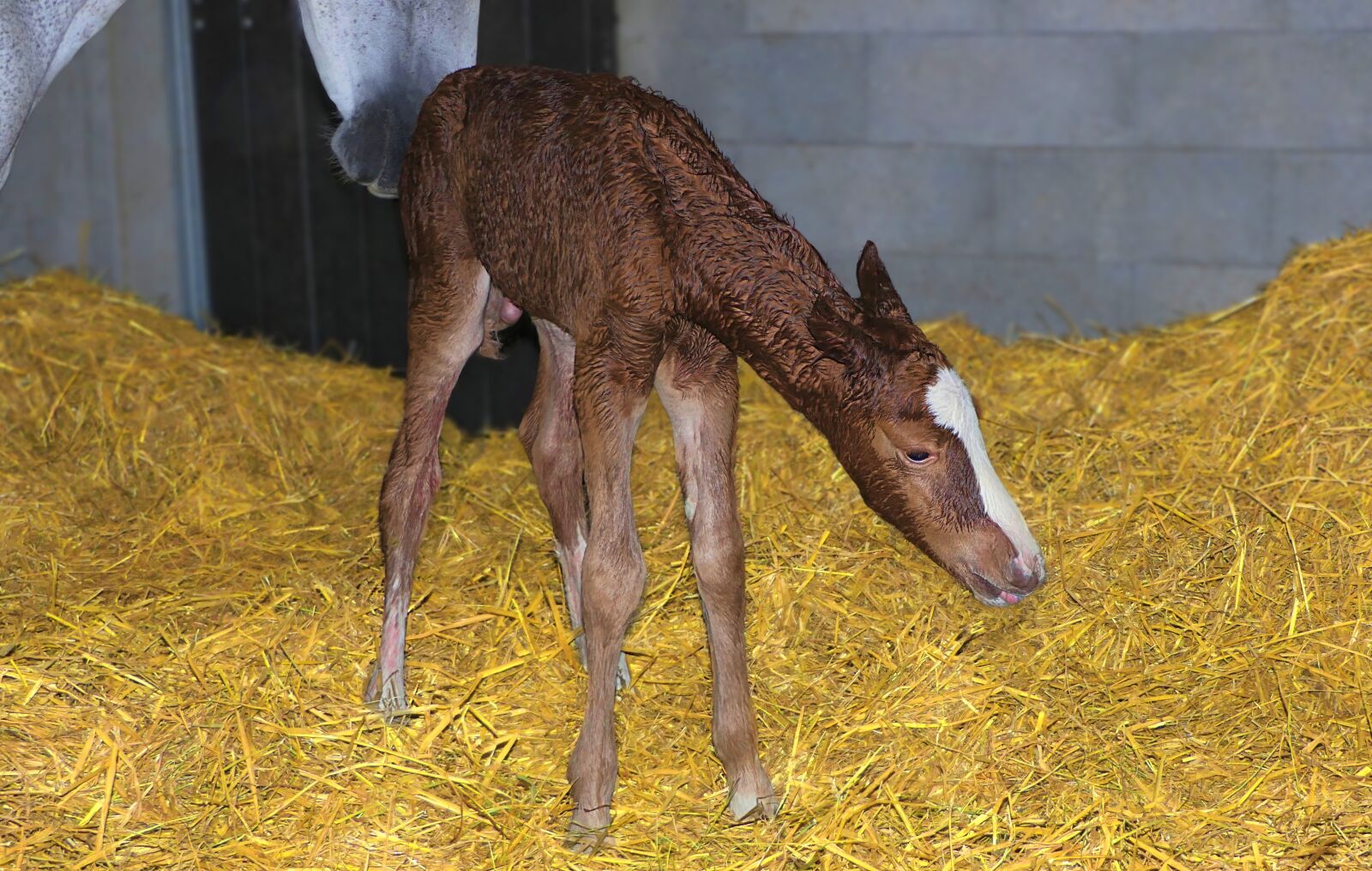 Panasonic Lumix DMC-FZ2500 (Lumix DMC-FZ2000) sample photo. Foal, brown, birth photography