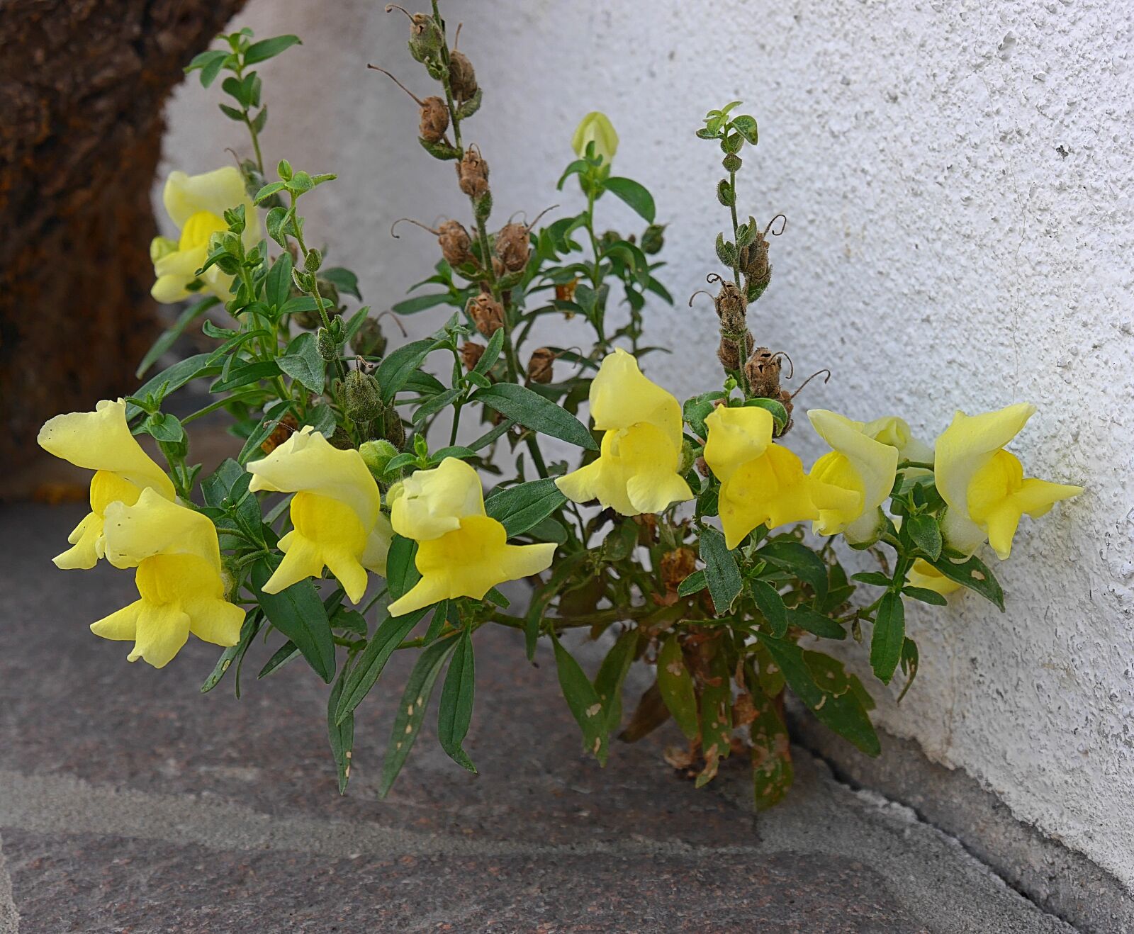 Panasonic Lumix DMC-G6 sample photo. Snapdragon, flower, garden photography