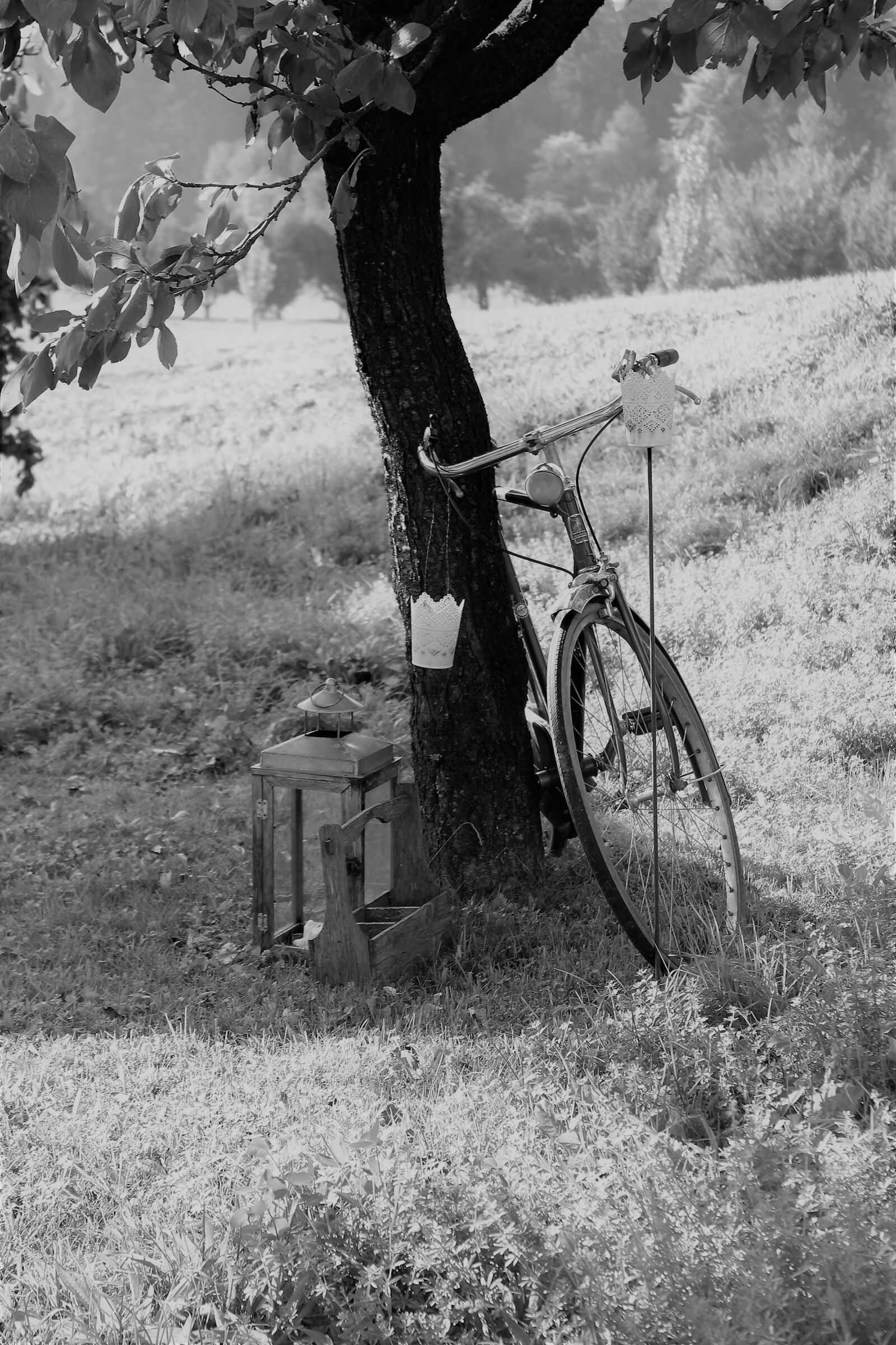 Canon EOS 1200D (EOS Rebel T5 / EOS Kiss X70 / EOS Hi) sample photo. Bike, garden, black and photography
