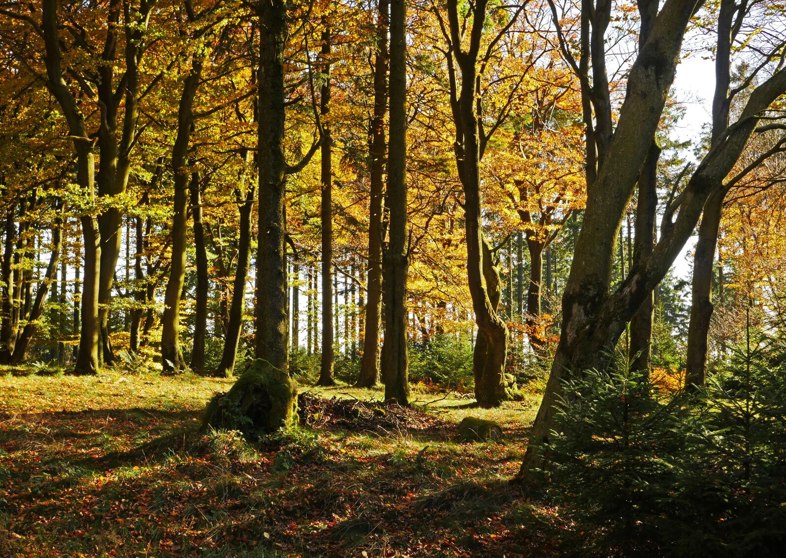 Panasonic Lumix DMC-GX8 sample photo. Autumn forest, the ebbe photography