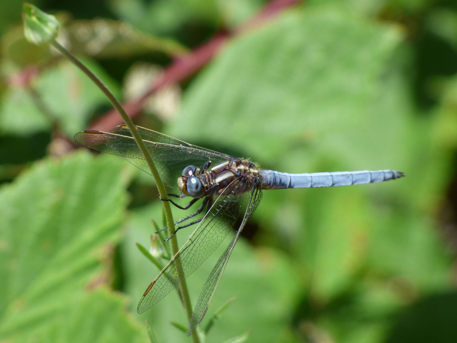 Panasonic Lumix DMC-FZ70 sample photo. Blue dragonfly, stem, greenery photography