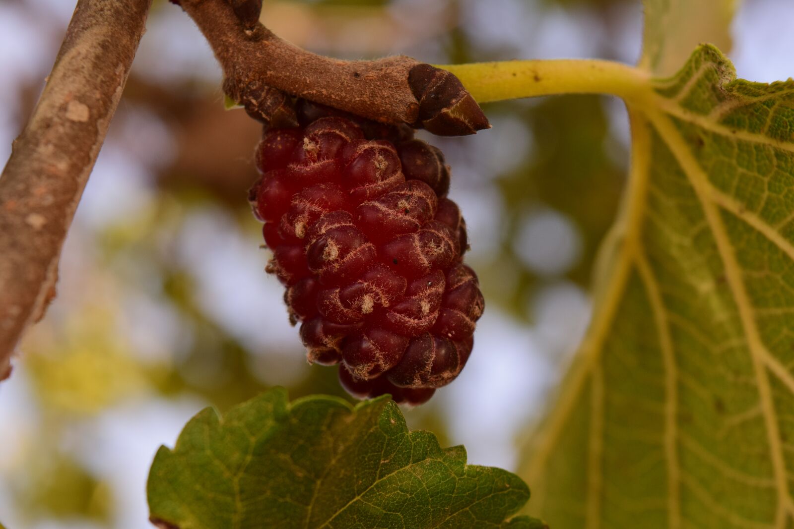 Nikon D3300 sample photo. Mulberry tree, mulberry, food photography