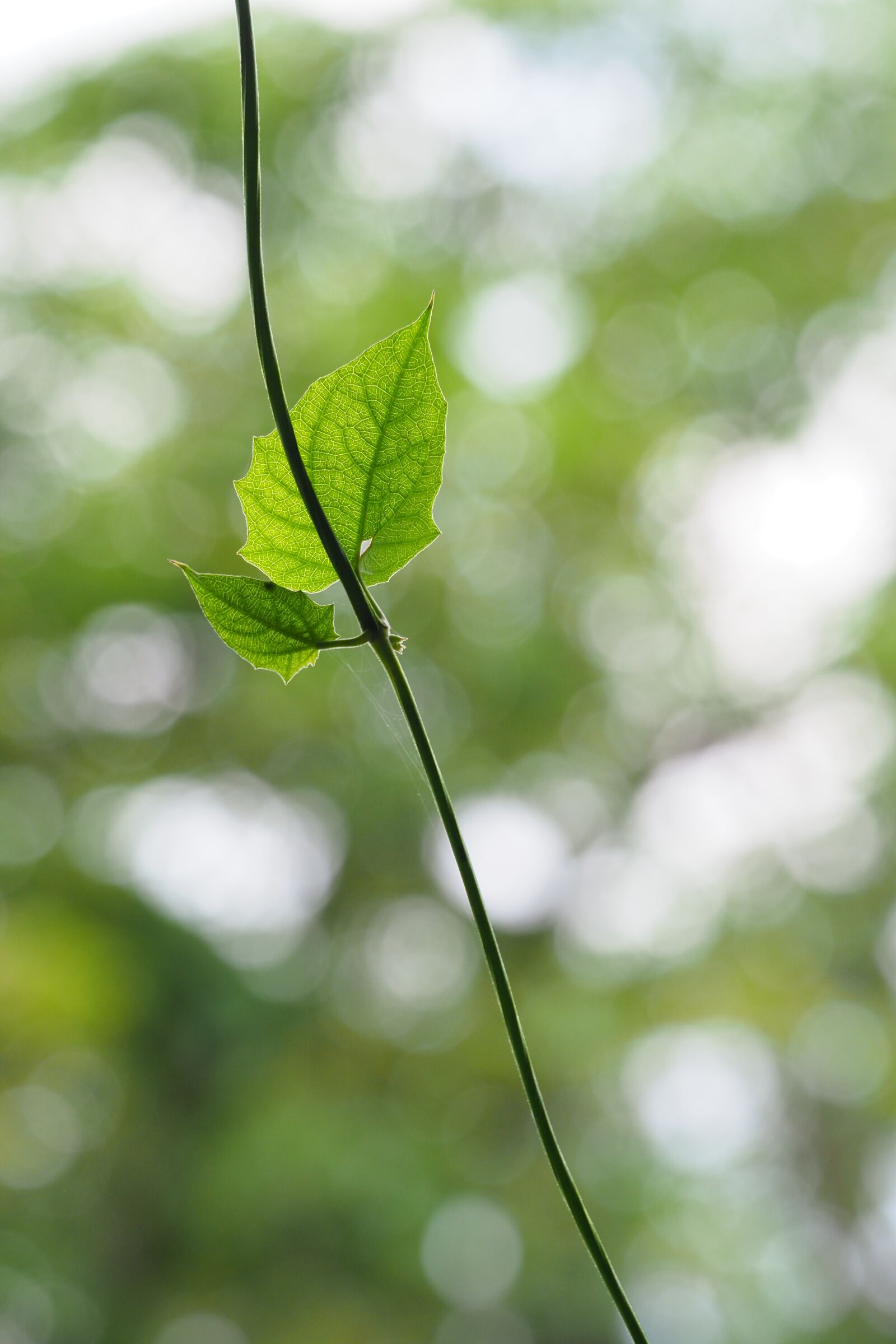 Olympus OM-D E-M1 Mark II + Olympus M.Zuiko ED 75-300mm F4.8-6.7 II sample photo. Taiwan, taipei, botanical garden photography